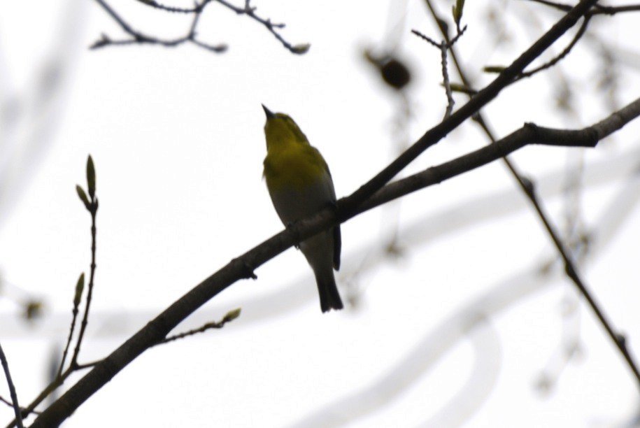 Viréo à gorge jaune - ML152137281