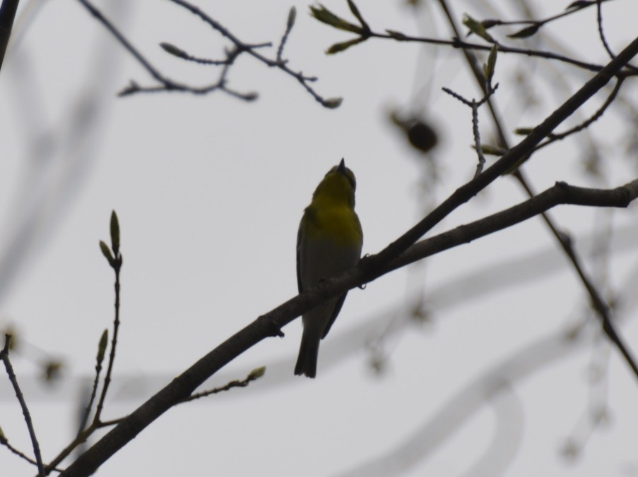 Viréo à gorge jaune - ML152137291