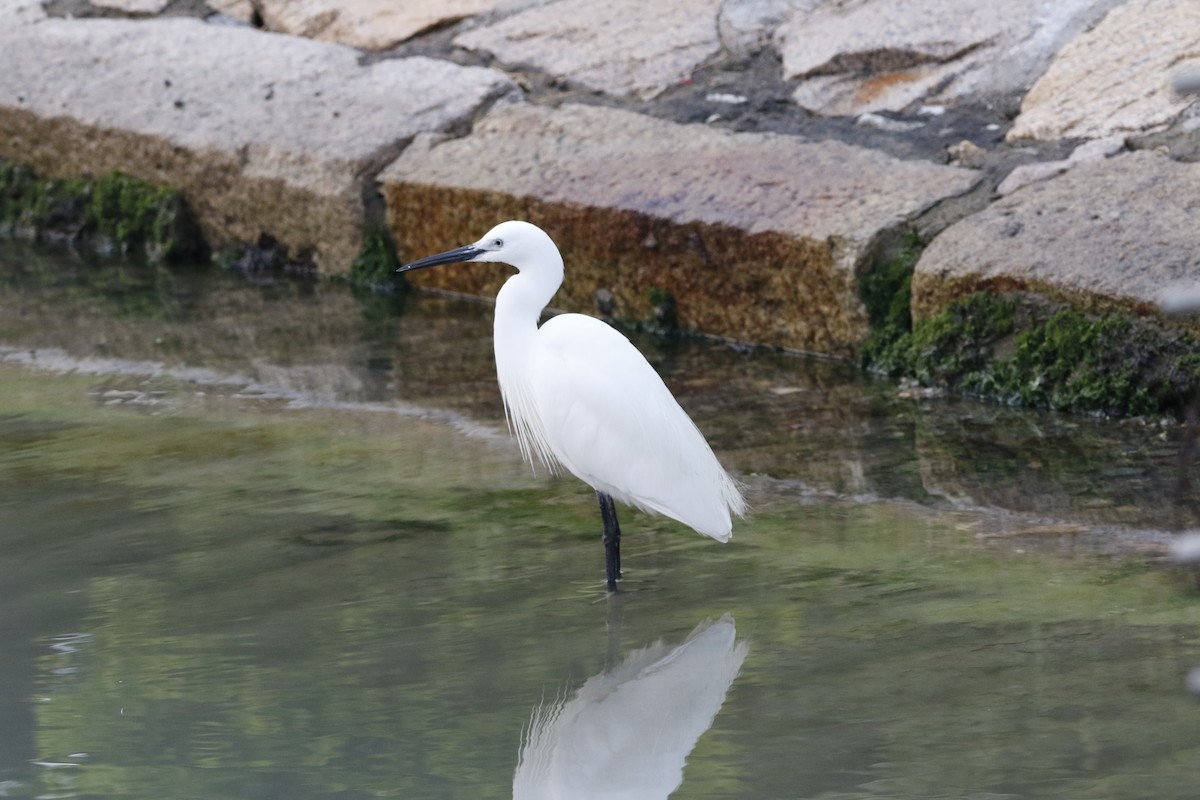 Little Egret - ML152138281