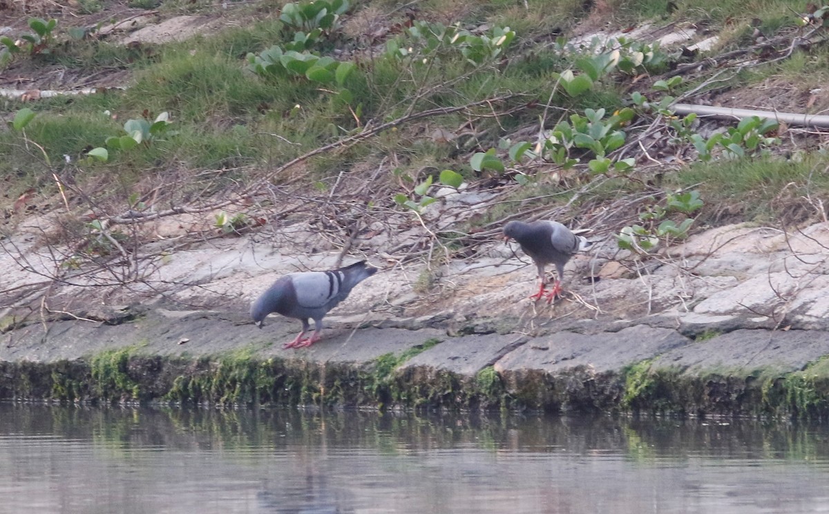 Rock Pigeon (Feral Pigeon) - ML152139021