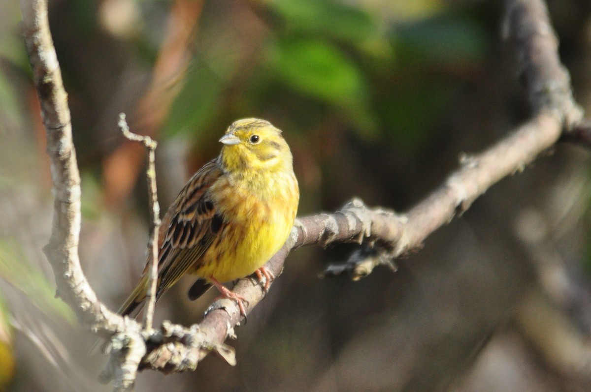 Yellowhammer - Ann Saetnan