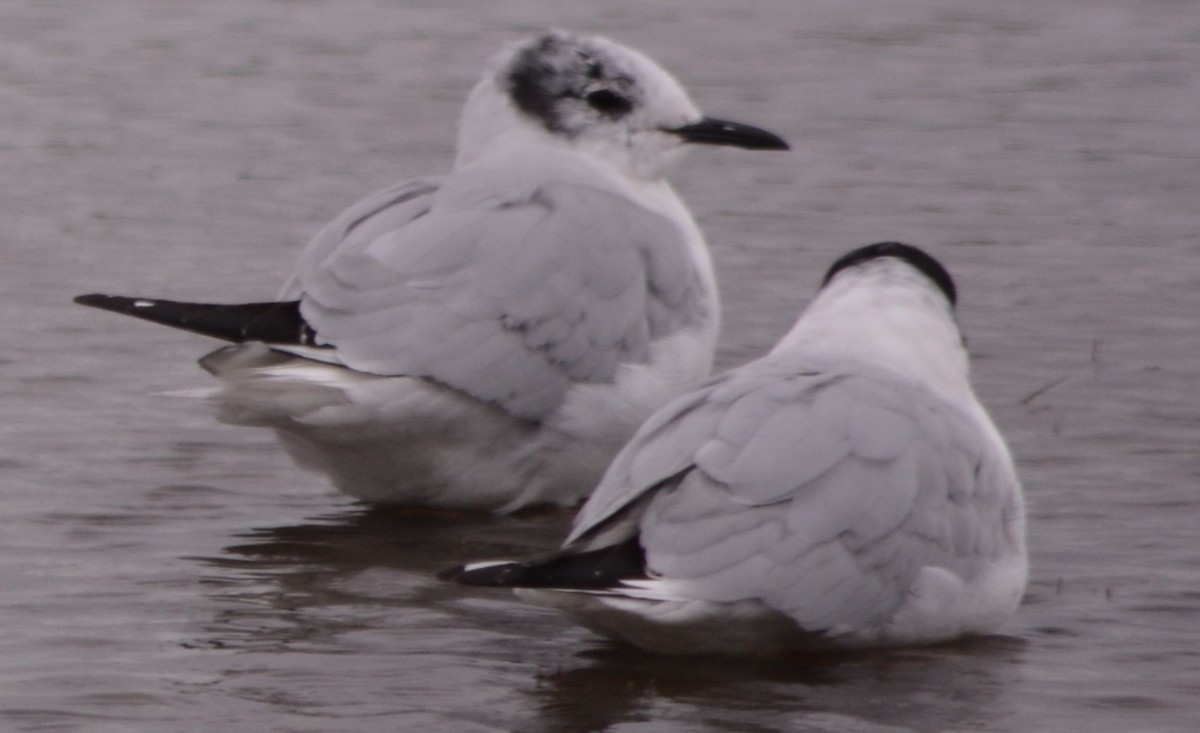 Bonaparte's Gull - Paul Messing