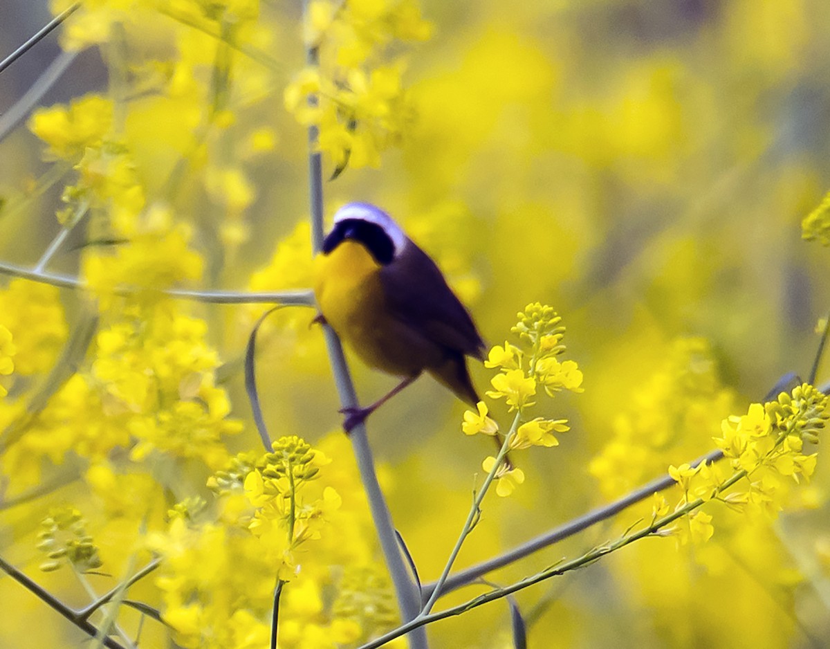 Common Yellowthroat - ML152141011