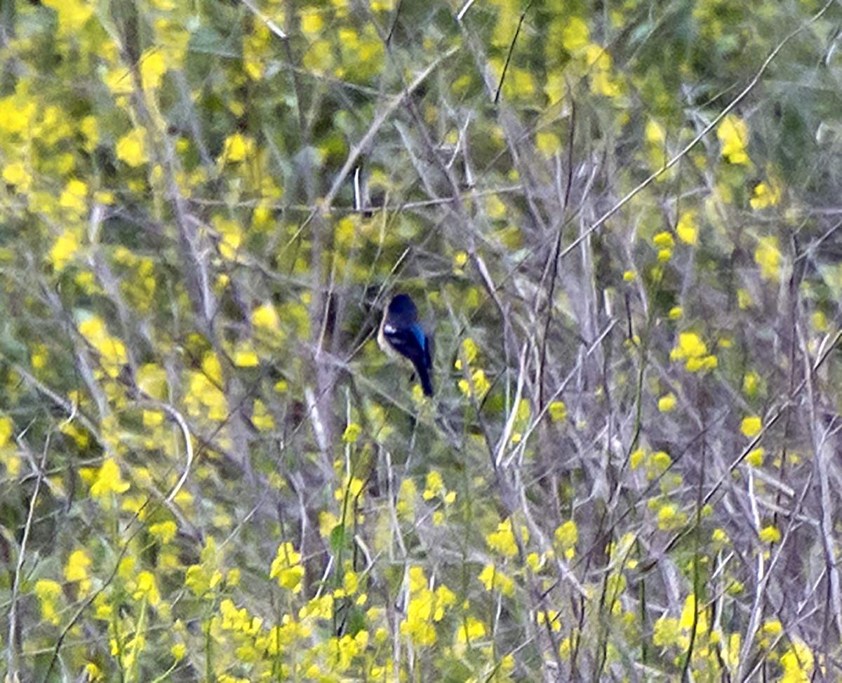 Lazuli Bunting - ML152142001