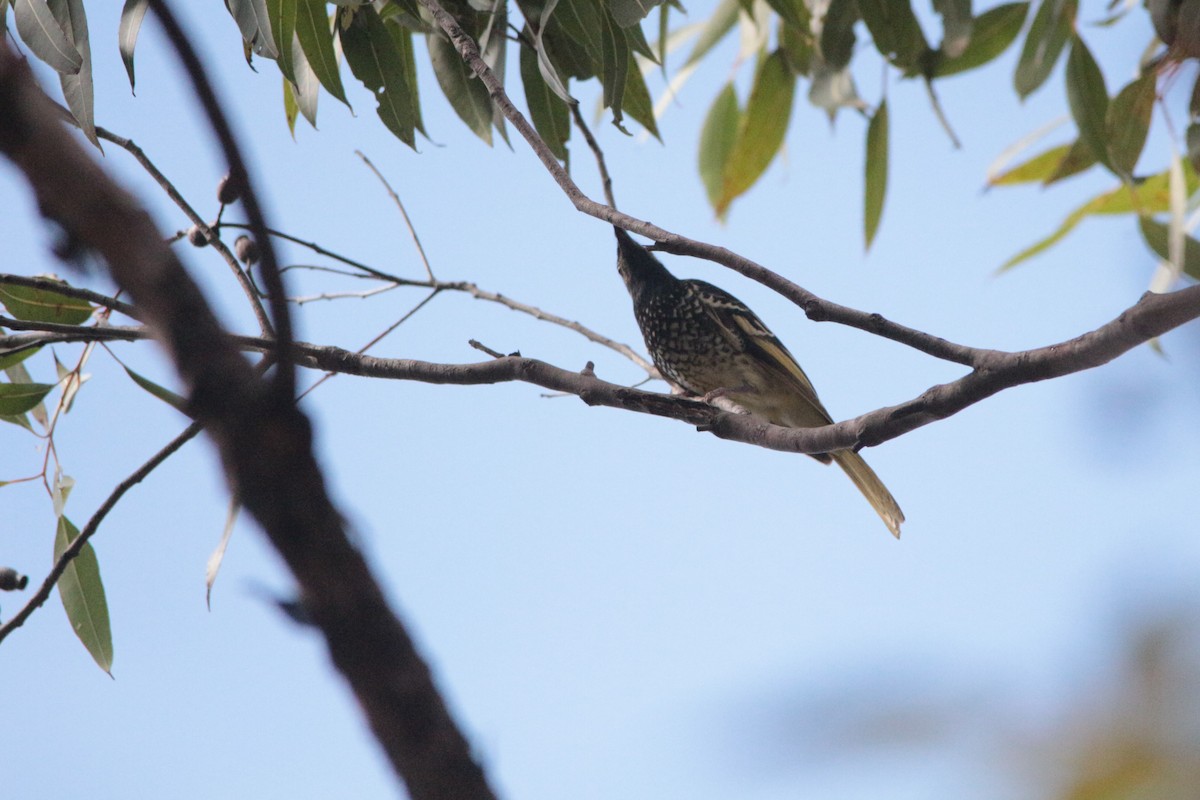 Regent Honeyeater - ML152142041