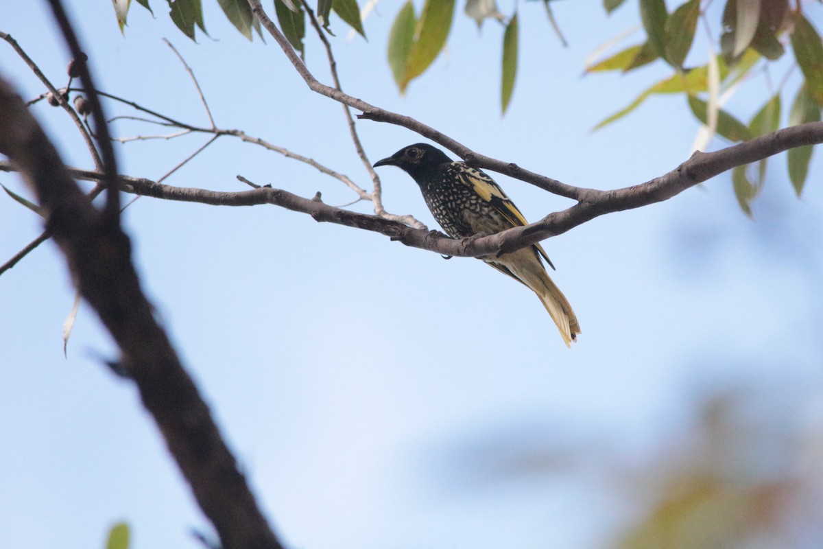 Regent Honeyeater - ML152142051