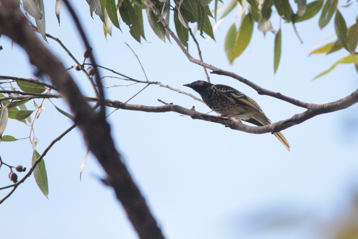 Regent Honeyeater - ML152142071