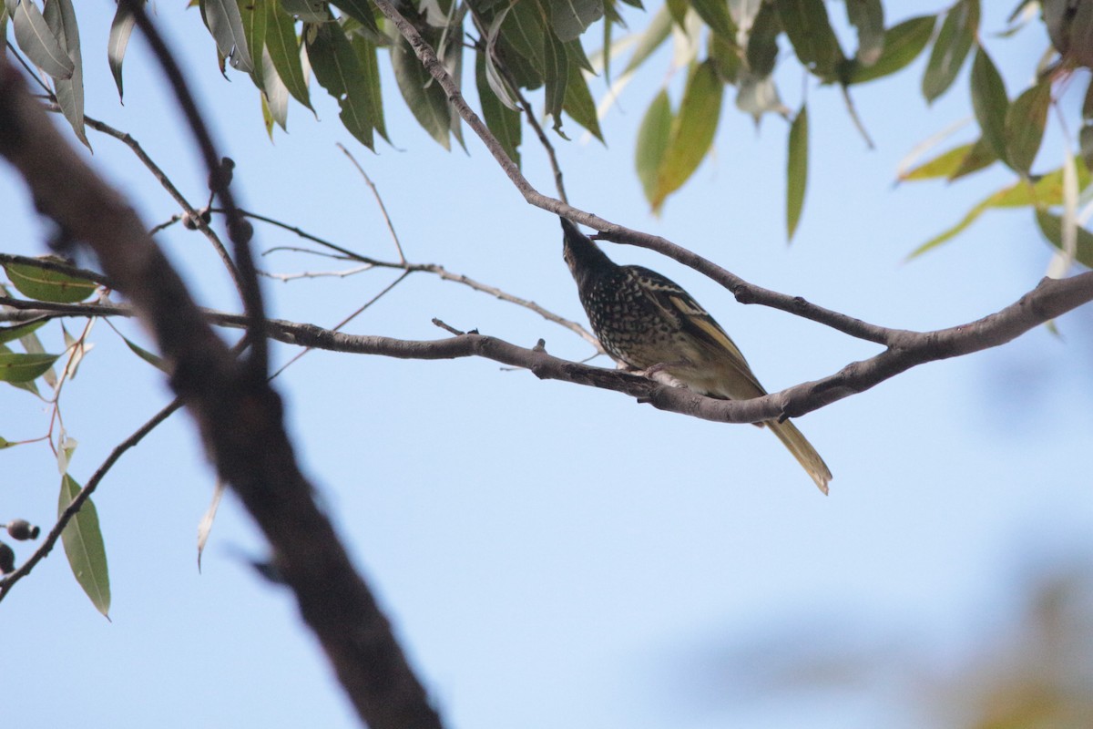 Regent Honeyeater - ML152142081