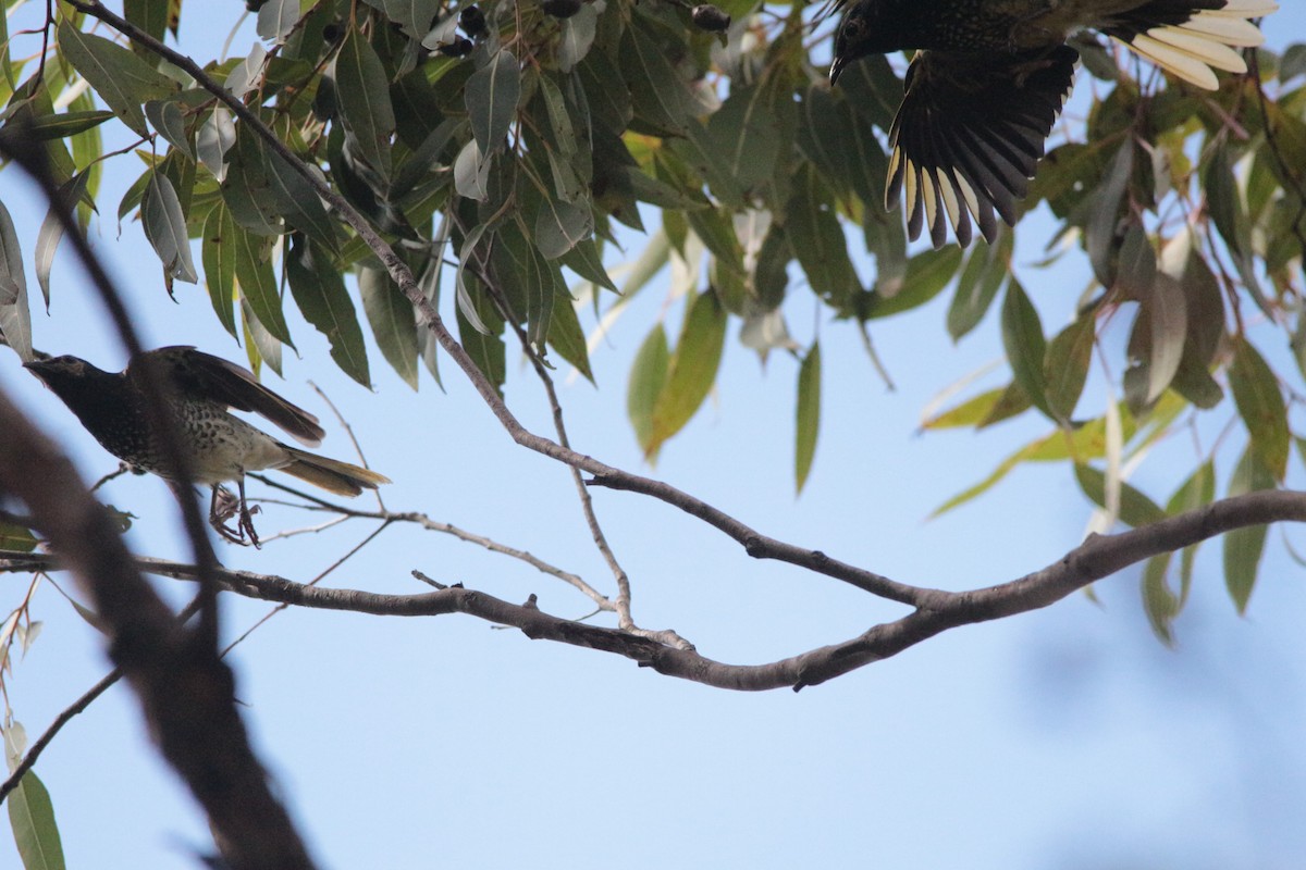 Regent Honeyeater - ML152142091