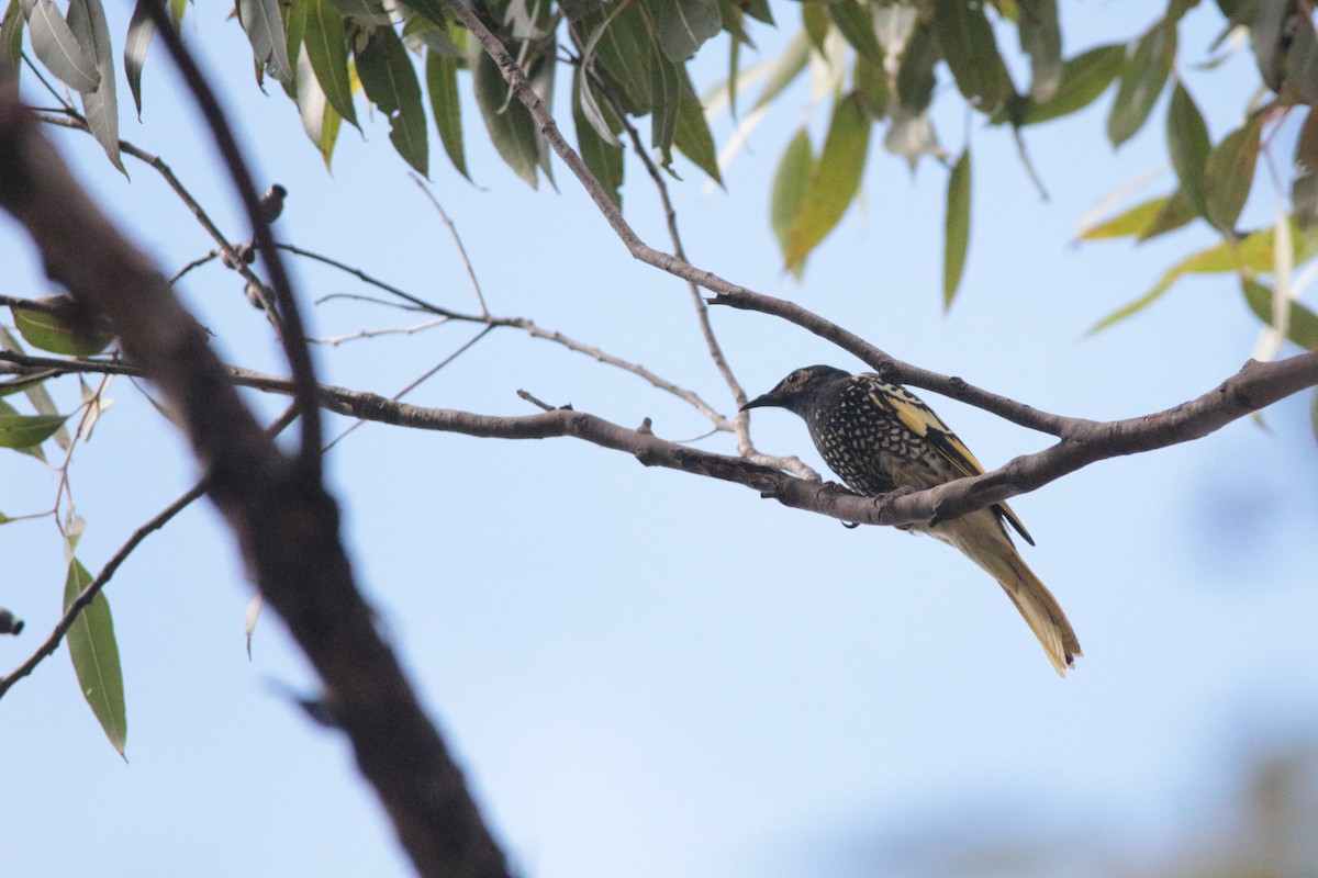 Regent Honeyeater - ML152142121