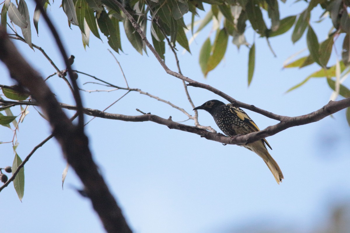 Regent Honeyeater - ML152142131