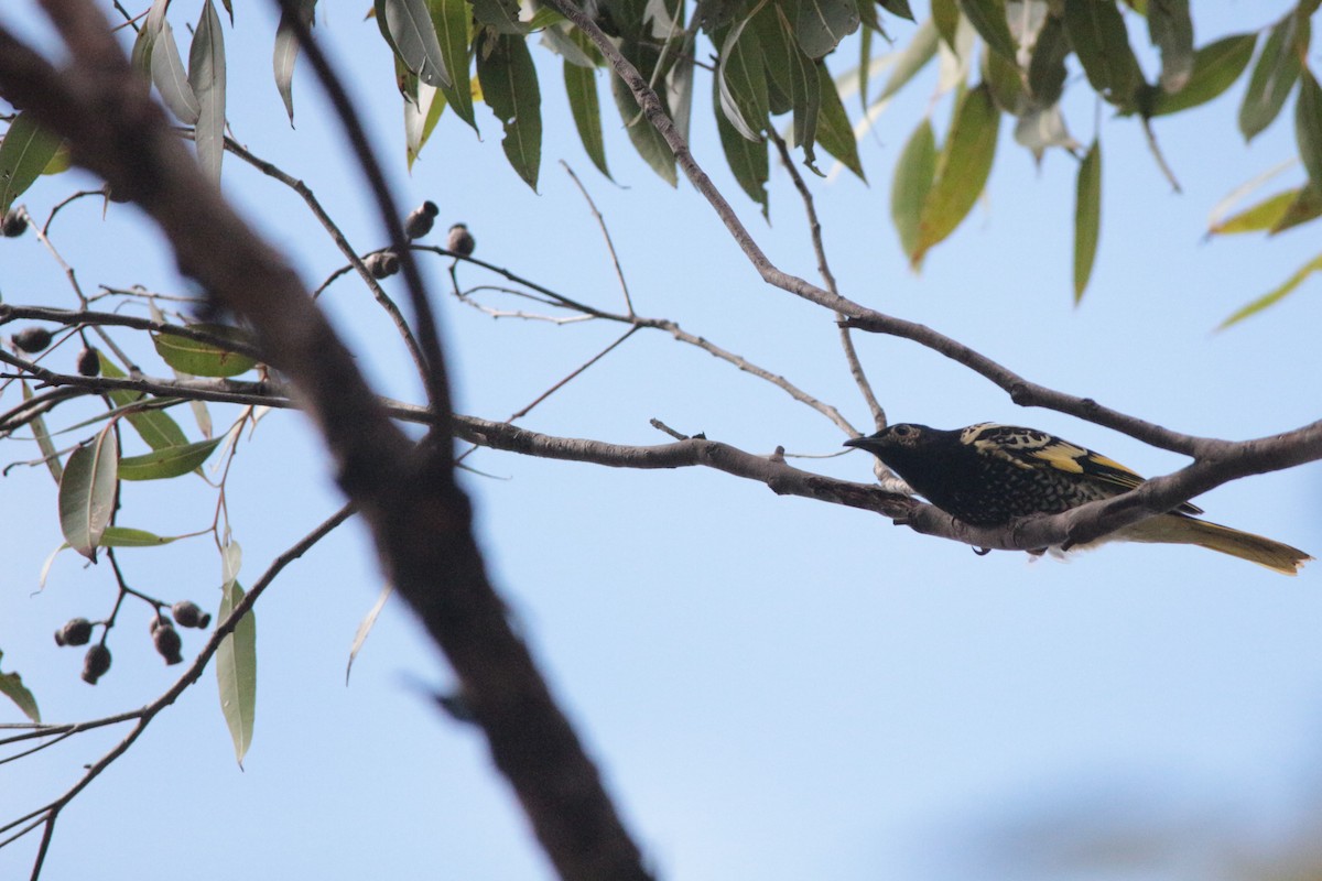 Regent Honeyeater - ML152142141