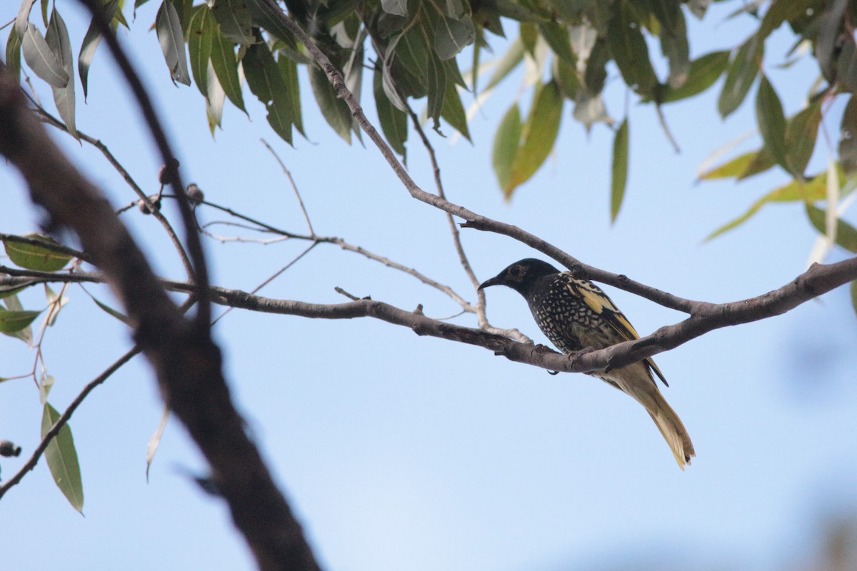 Regent Honeyeater - ML152142151
