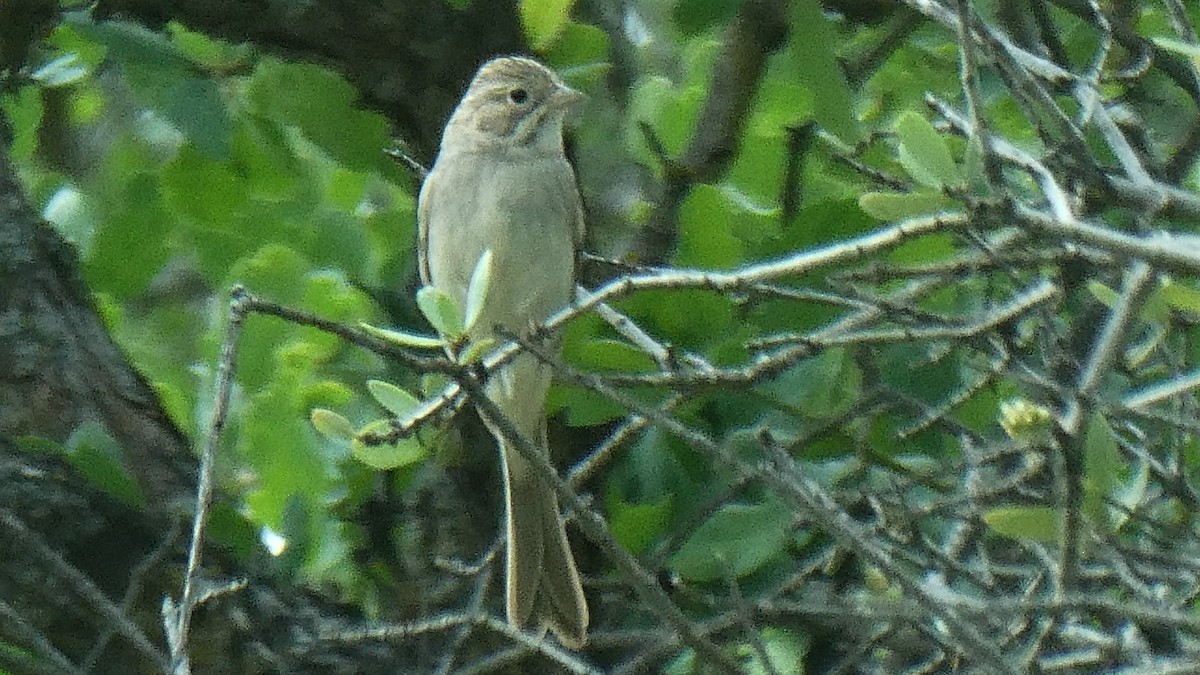 Brewer's Sparrow - ML152143401