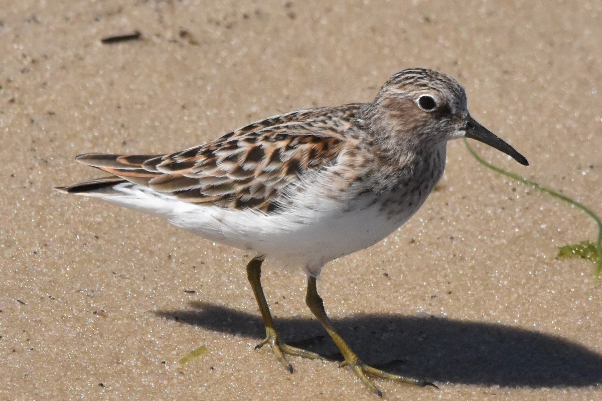 Least Sandpiper - Timothy Carstens