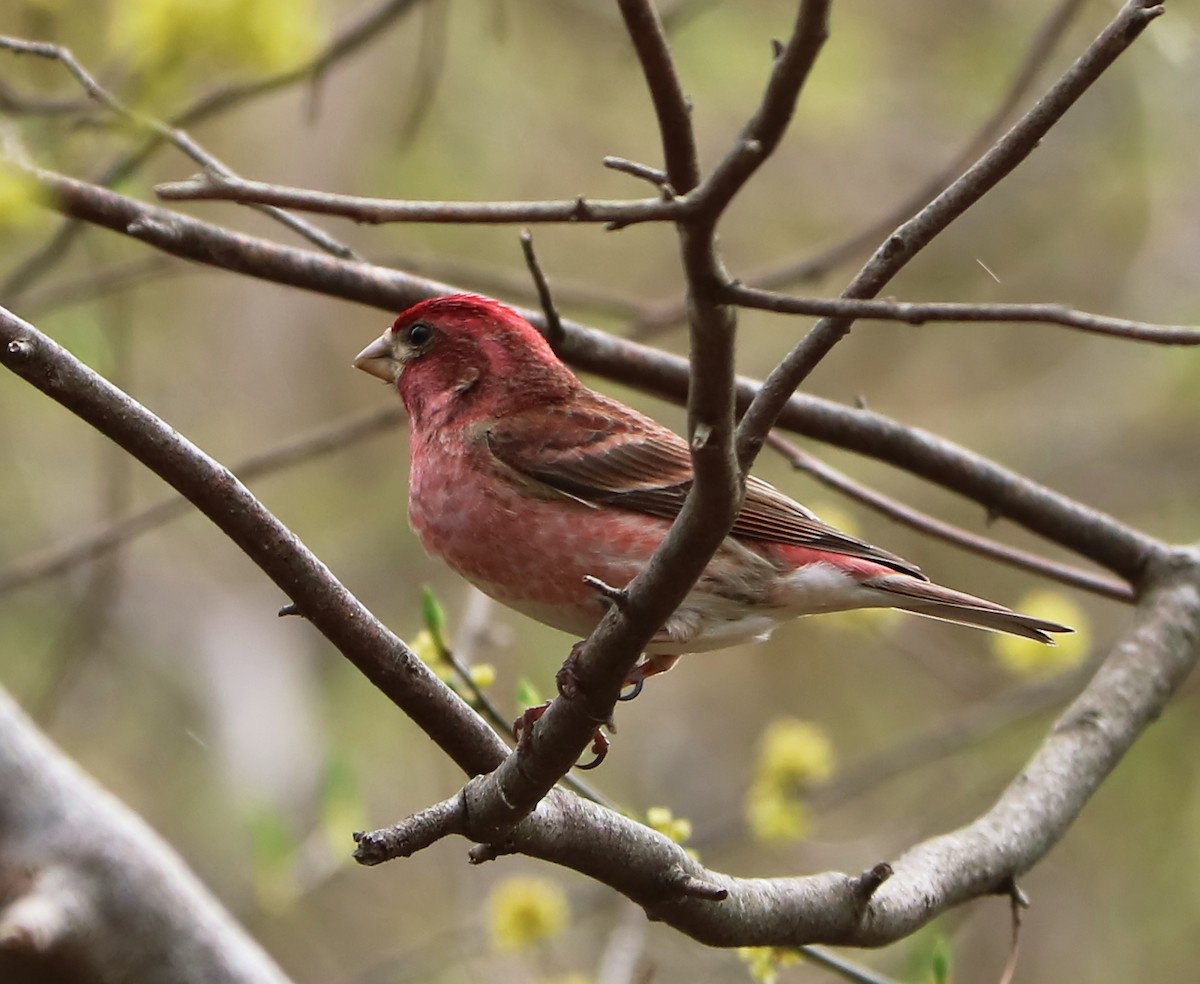 Purple Finch - ML152143461