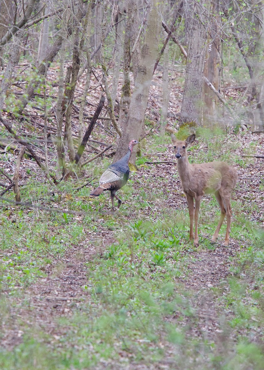 シチメンチョウ - ML152143831