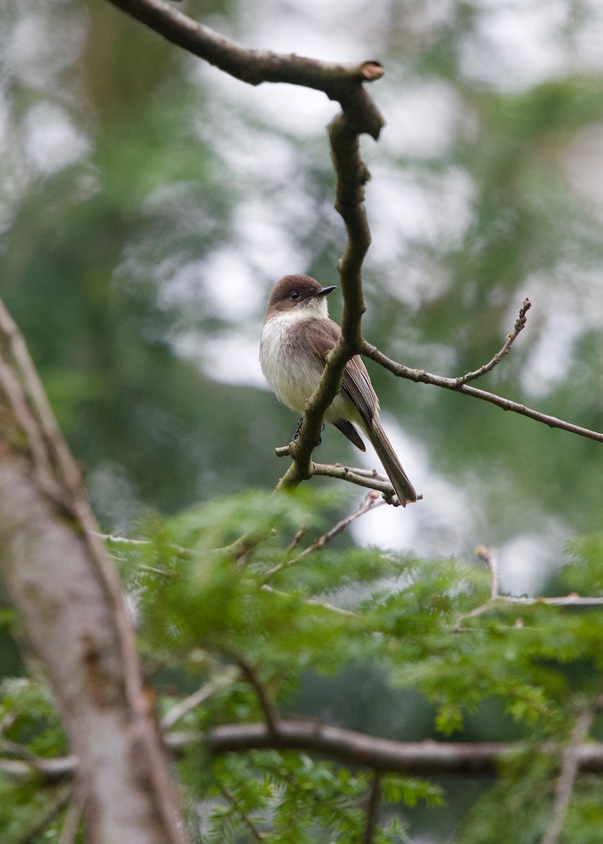 ツキヒメハエトリ - ML152143901