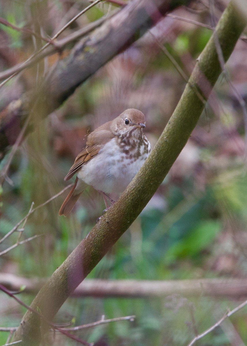 Hermit Thrush - ML152143971