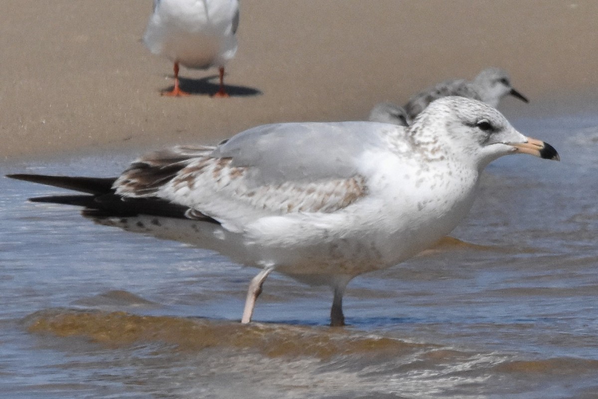 Ring-billed Gull - Timothy Carstens