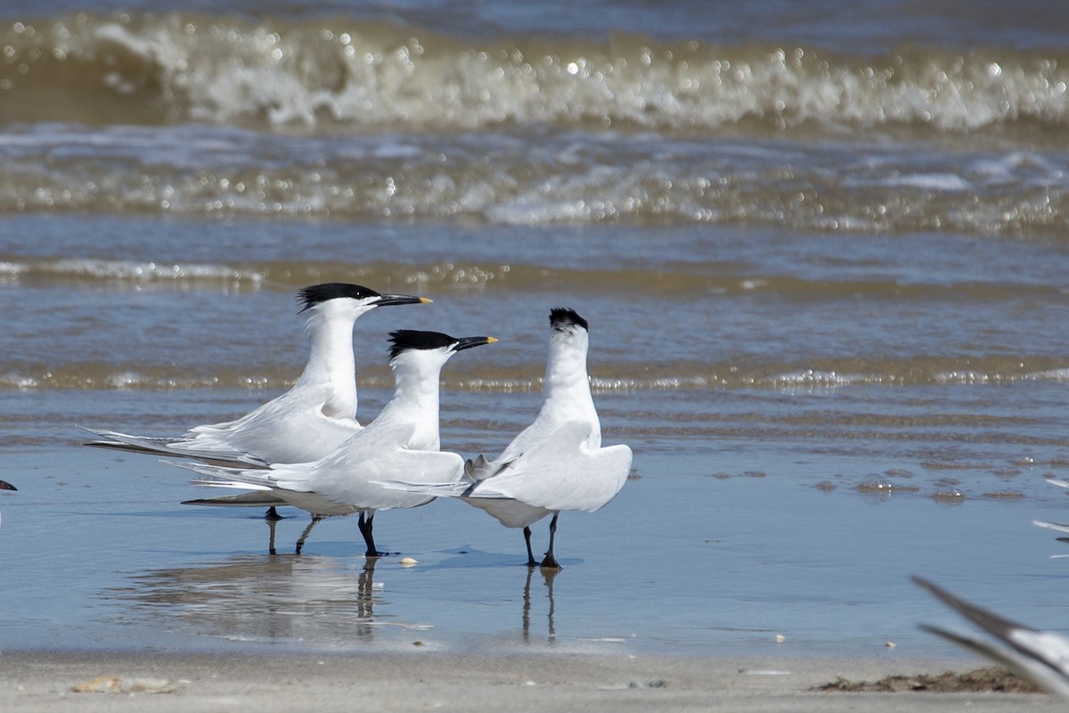 Sandwich Tern - ML152144071