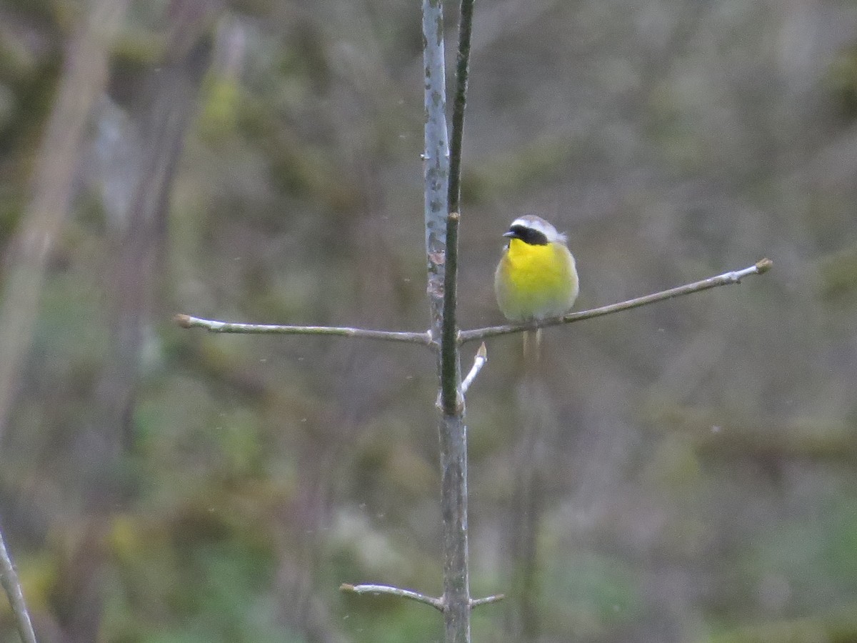 Common Yellowthroat - Kyle Leader