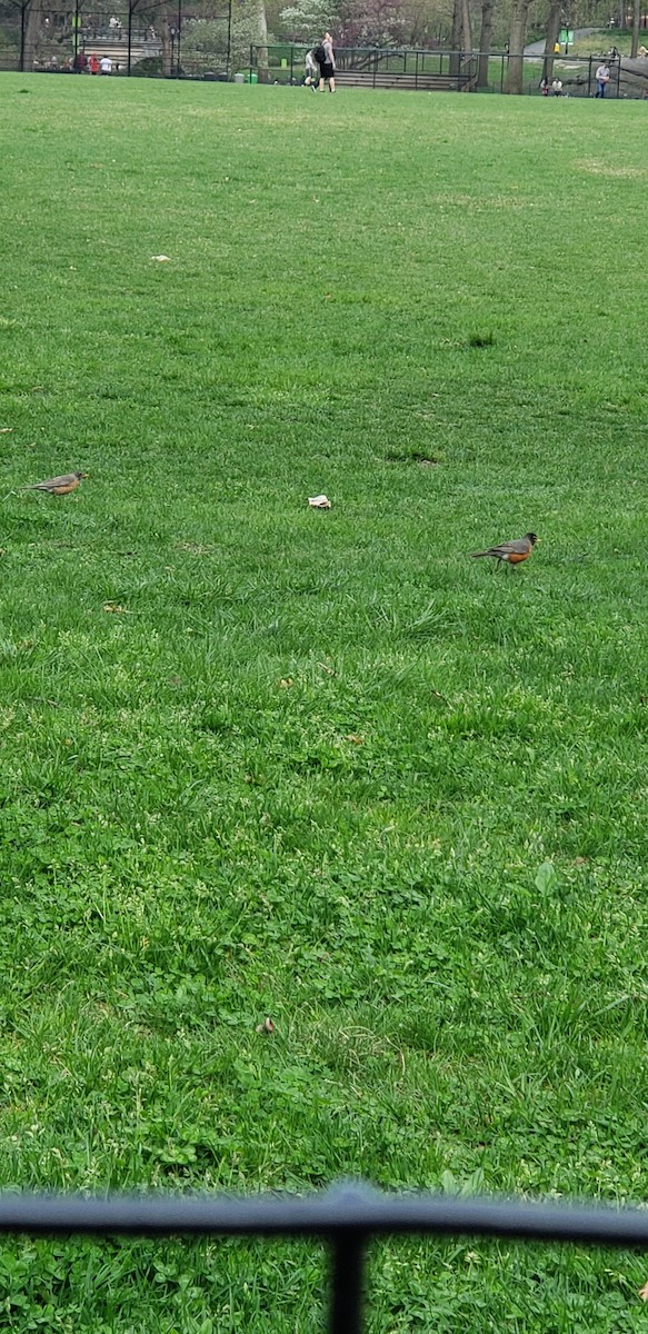 American Robin - ML152146801