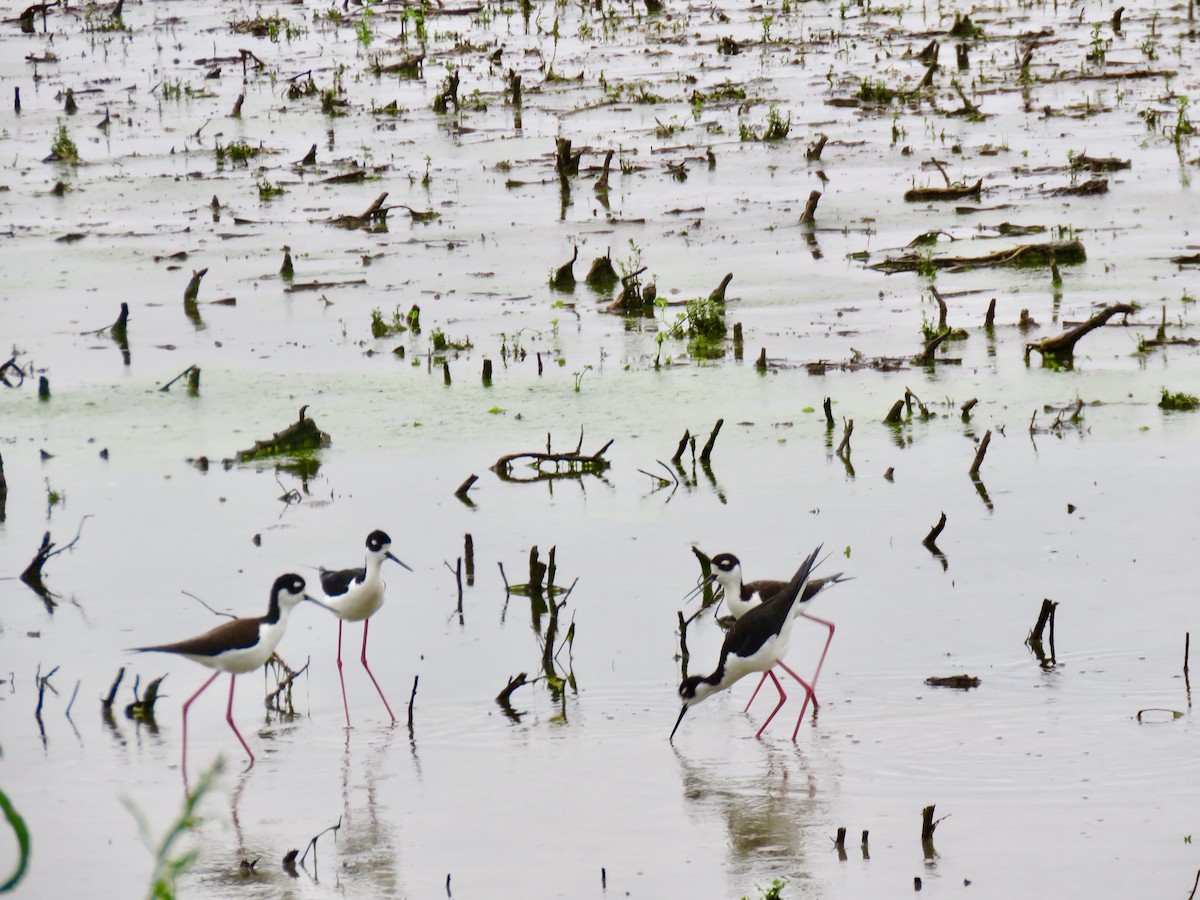 Black-necked Stilt - ML152147281