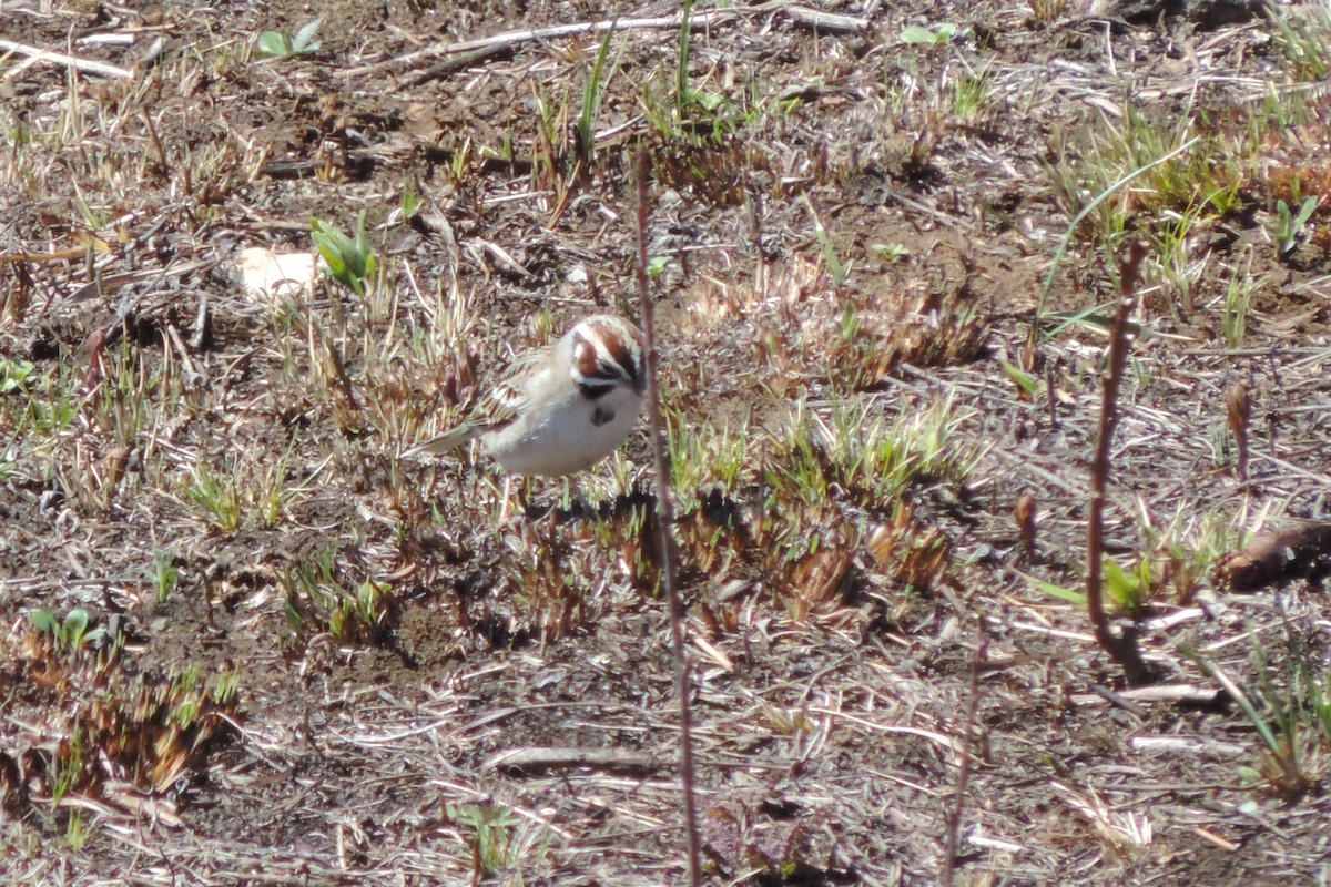 Lark Sparrow - ML152147301