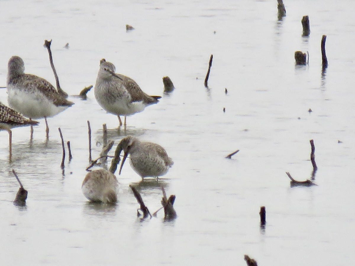 Stilt Sandpiper - ML152147341