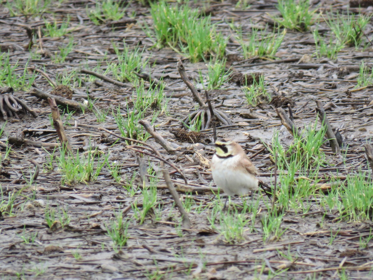 Horned Lark - ML152147411