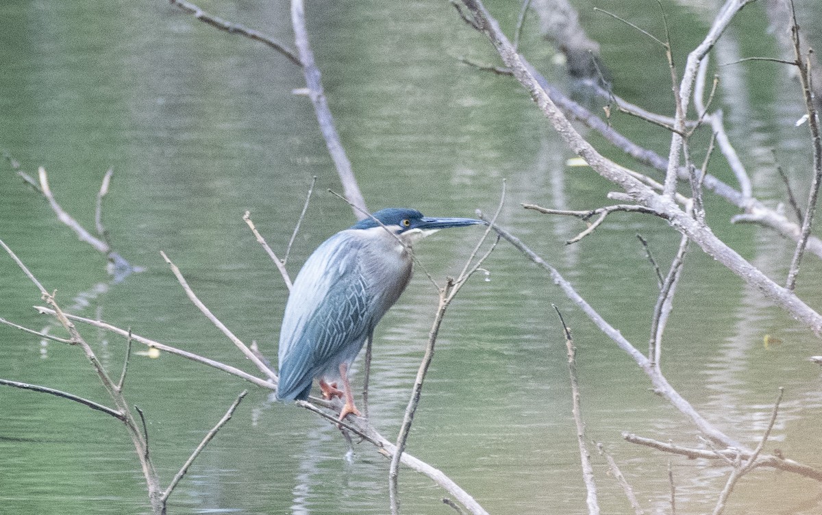 Striated Heron - ML152147861