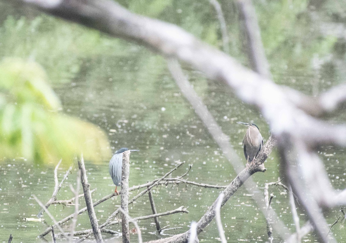 Striated Heron - ML152147881