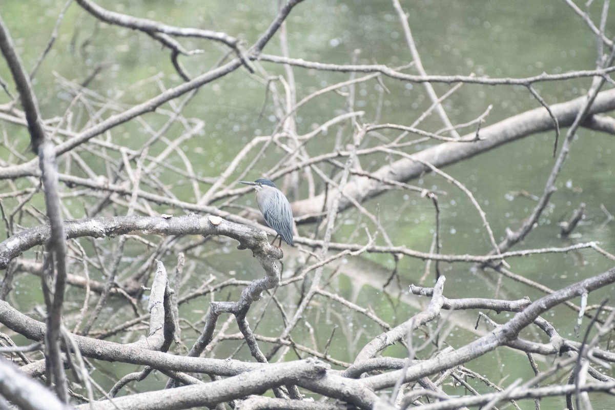 Striated Heron - ML152147911