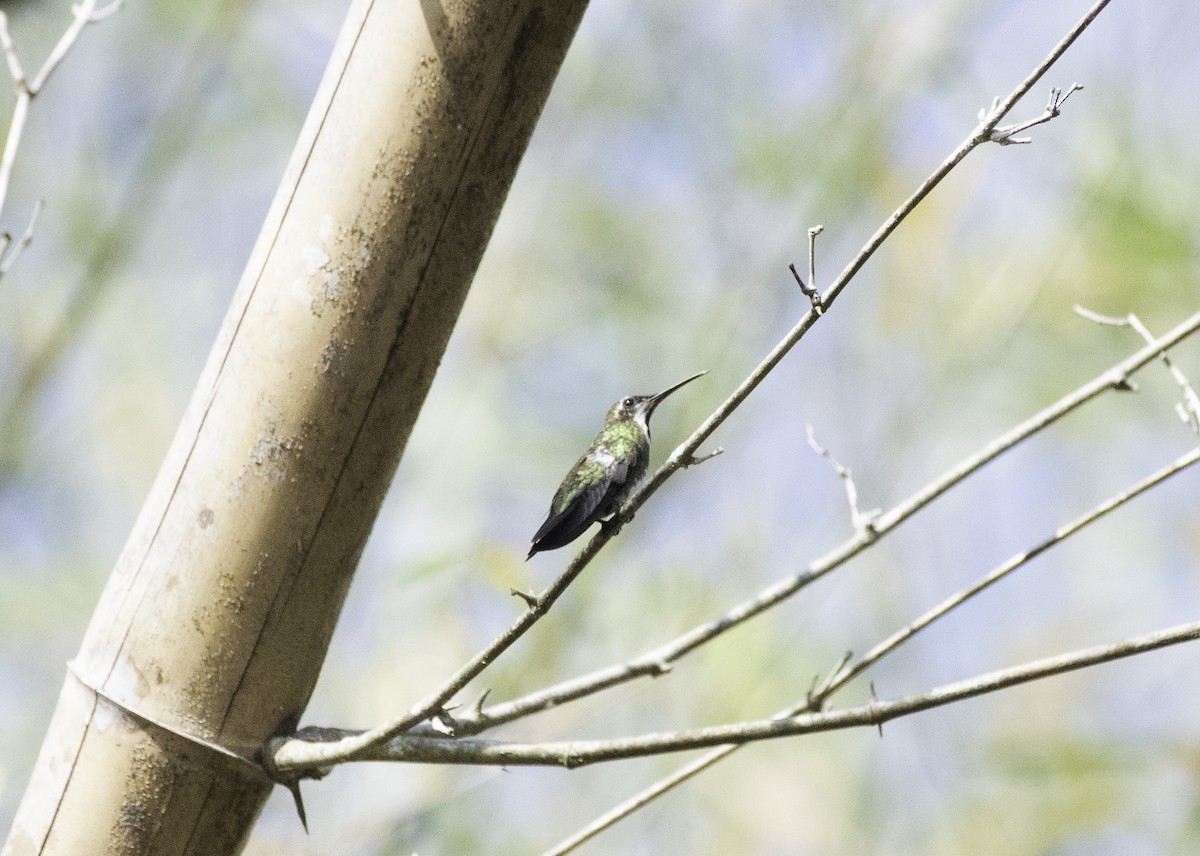 Black-throated Mango - ML152149091