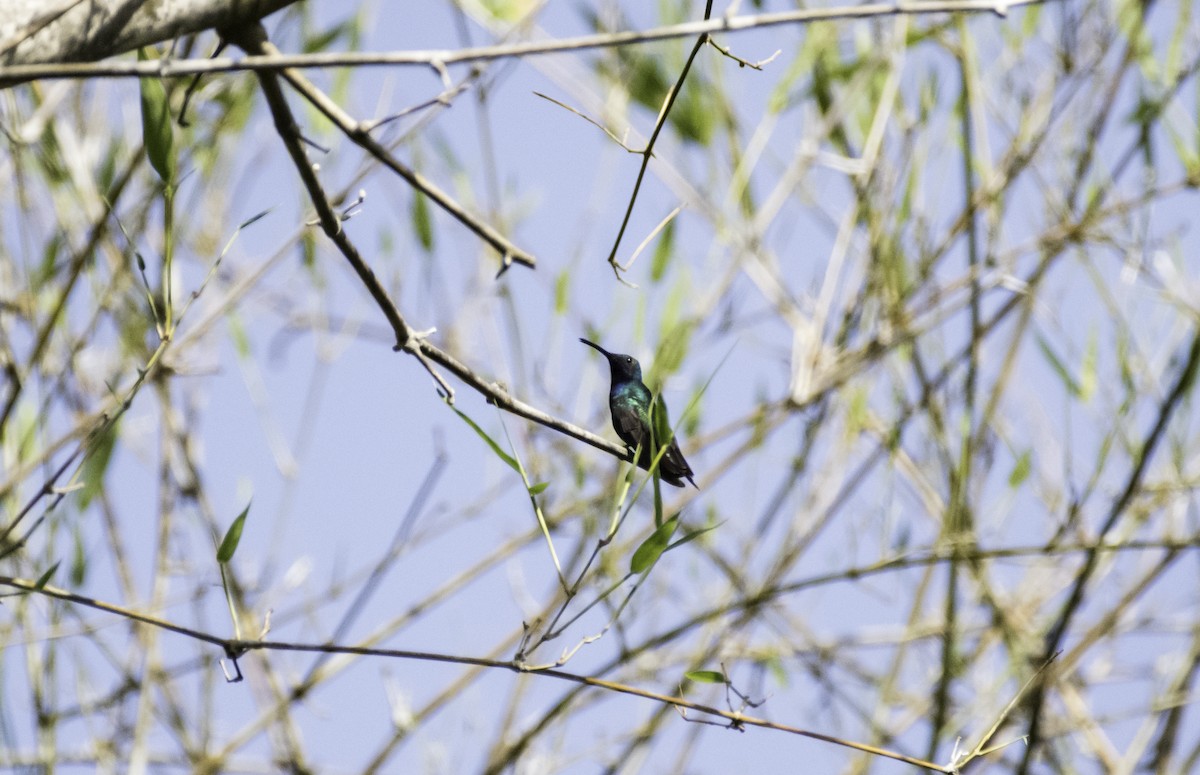 Black-throated Mango - ML152149101