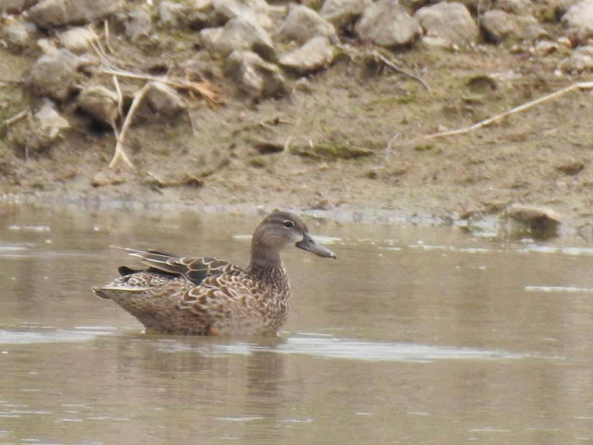 Blue-winged Teal - Cynthia Norris