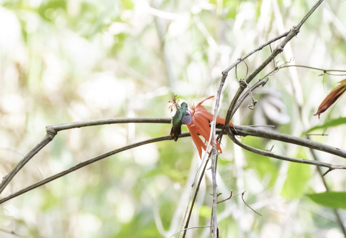 Rufous-tailed Hummingbird - ML152150021