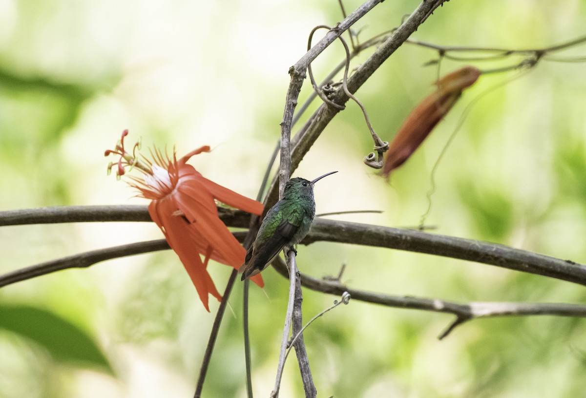 Rufous-tailed Hummingbird - ML152150111