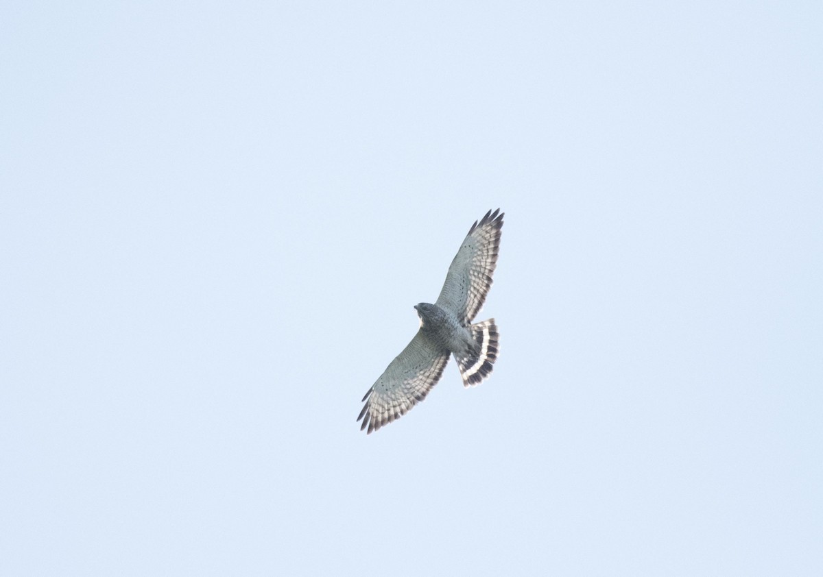 Broad-winged Hawk - ML152150221