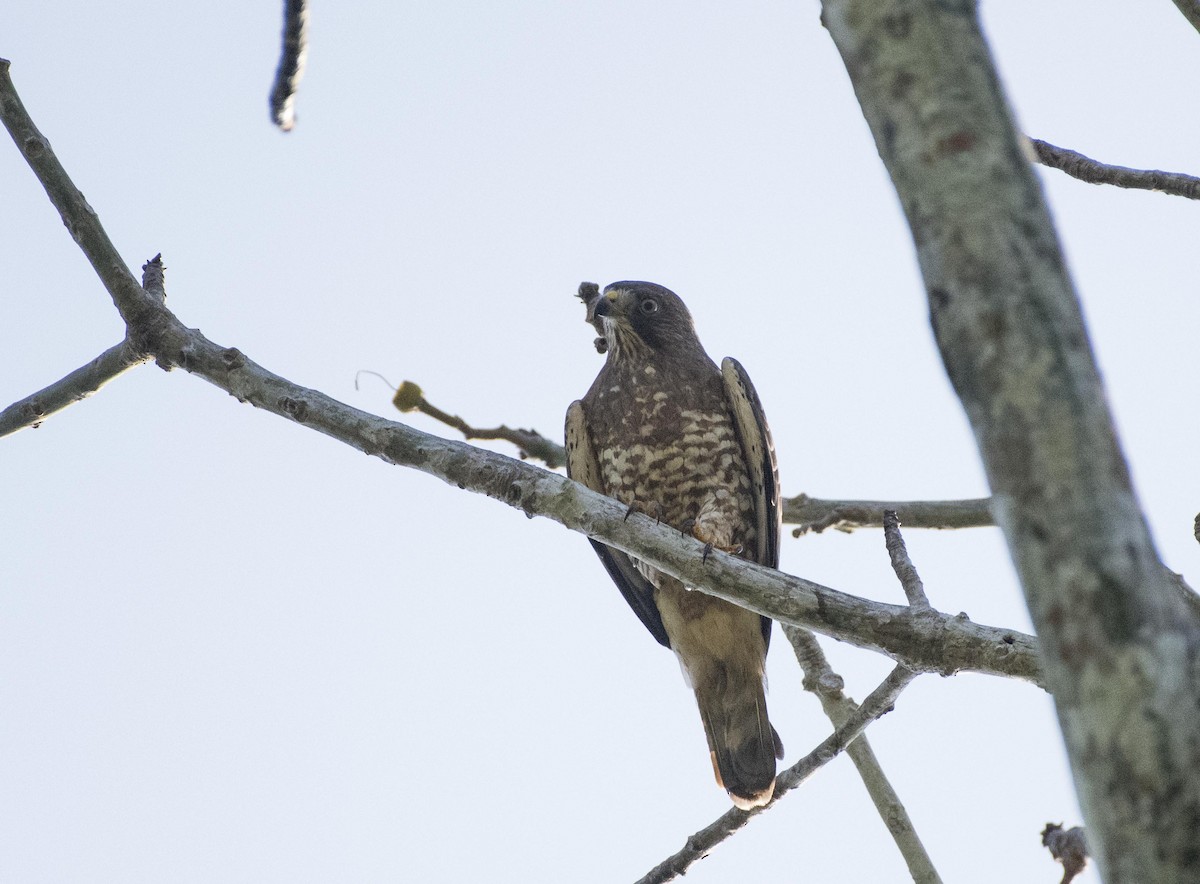 Broad-winged Hawk - ML152150231