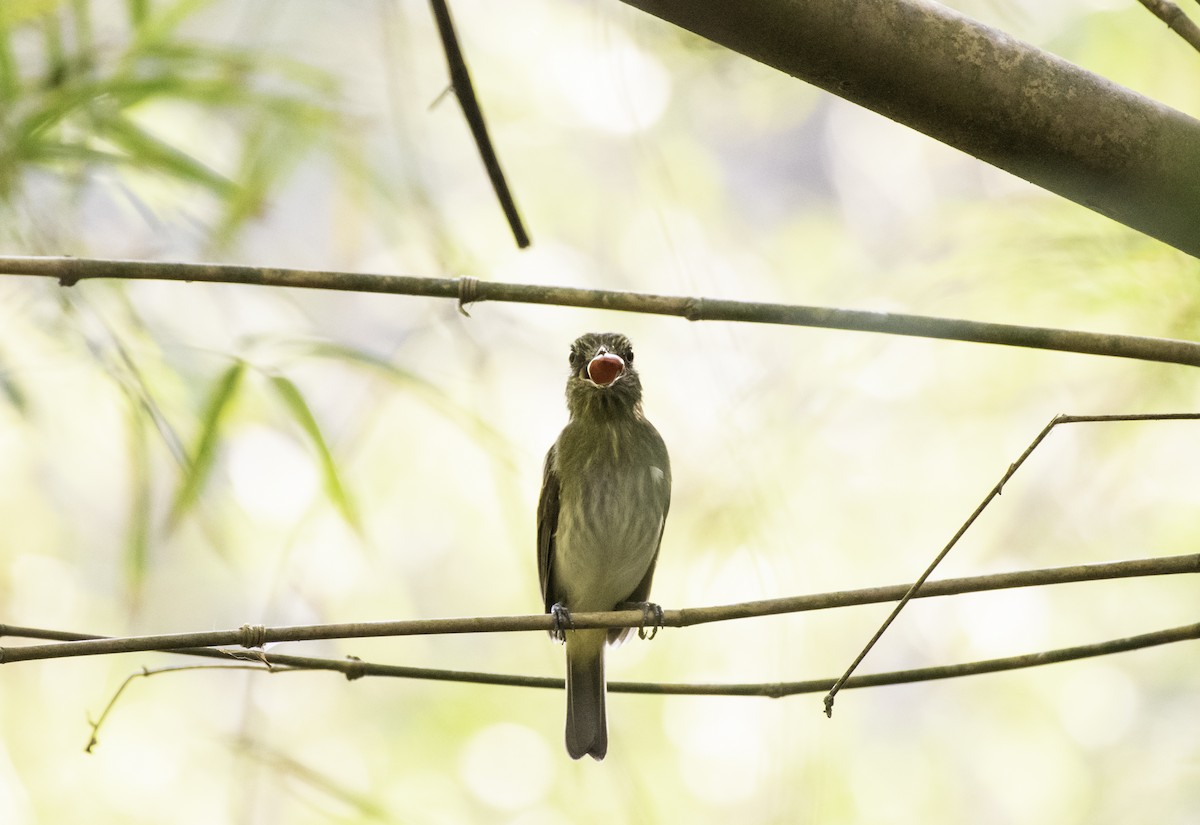 Bright-rumped Attila - ML152150451