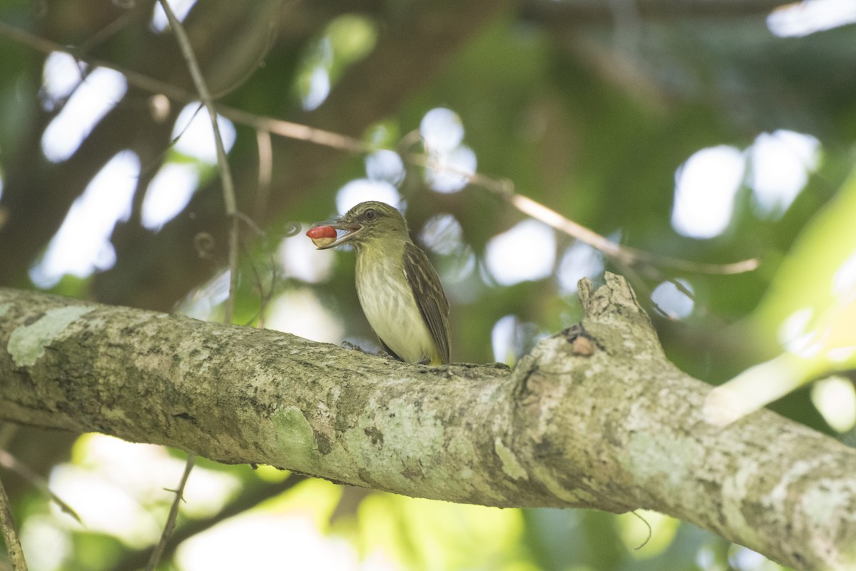 Bright-rumped Attila - ML152150461