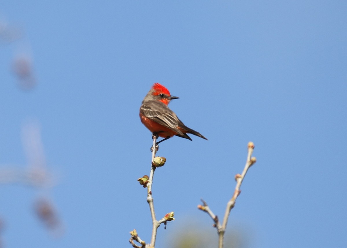 Vermilion Flycatcher - ML152150491