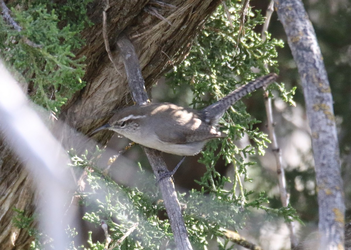 Bewick's Wren - Louis Hoeniger