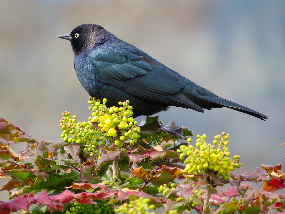 Brewer's Blackbird - ML152150901