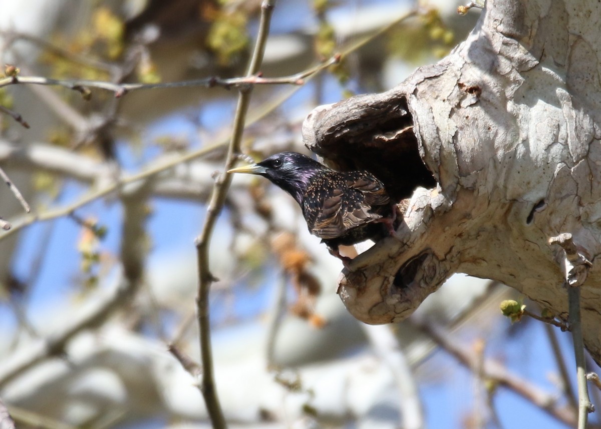 European Starling - ML152150921