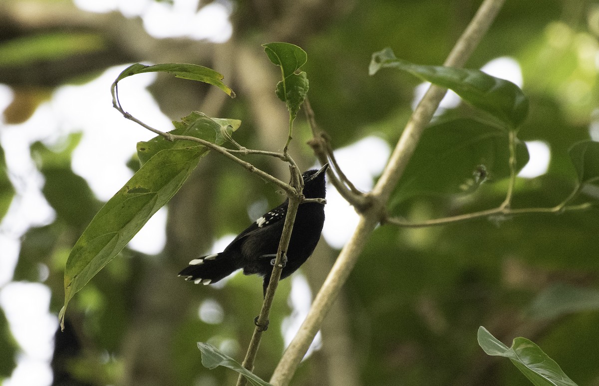 Dot-winged Antwren - ML152151021