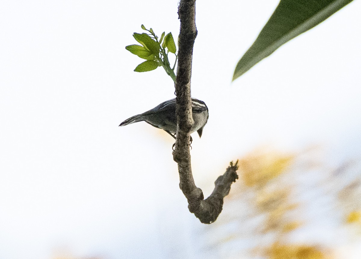 White-winged Becard - ML152151161