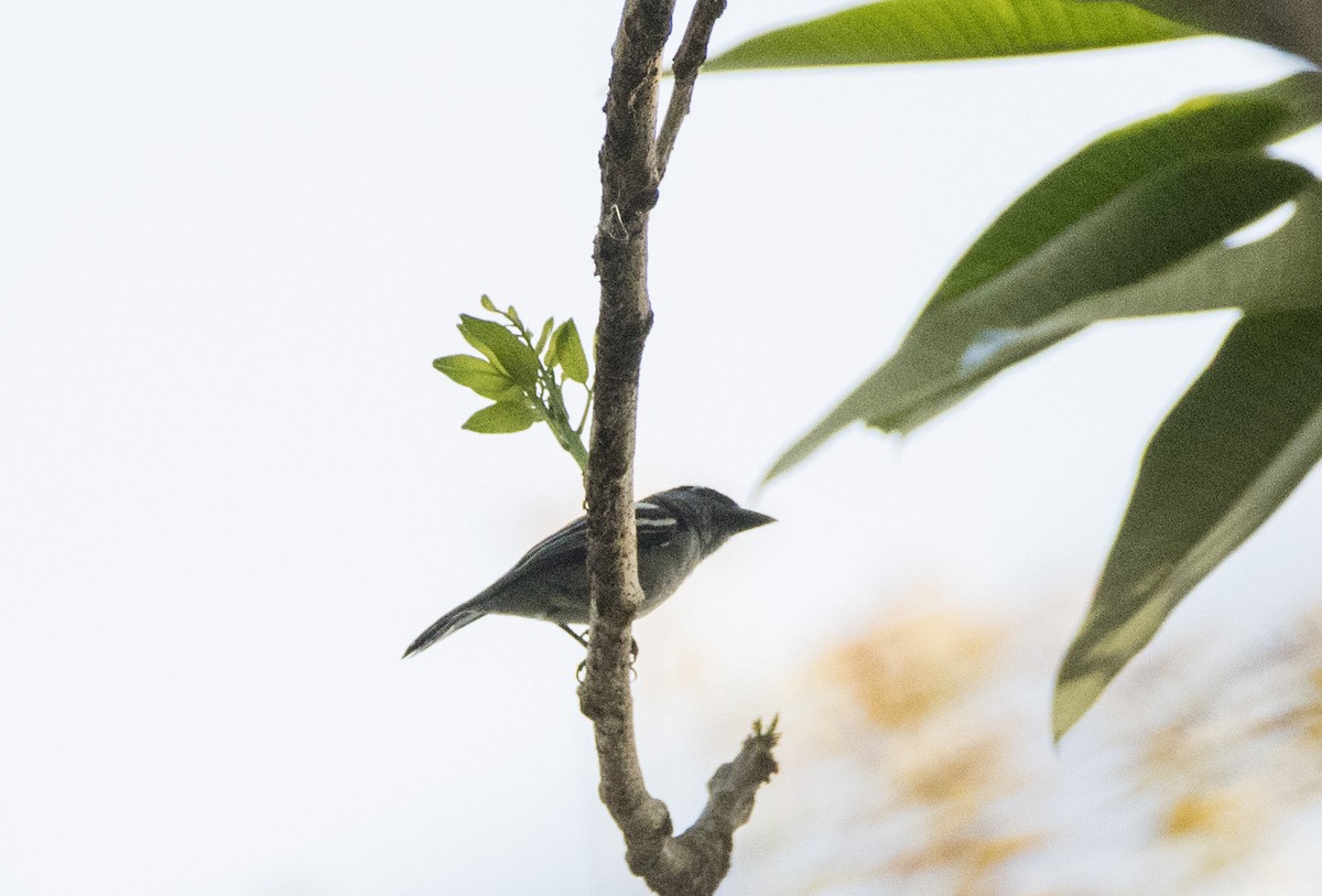 White-winged Becard - ML152151171